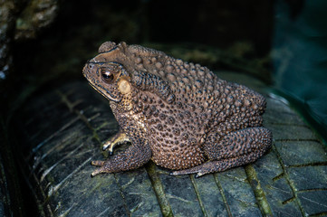 The toad is on the tire, the face of a large amphibian in the natural habitat. Animals in tropical forests