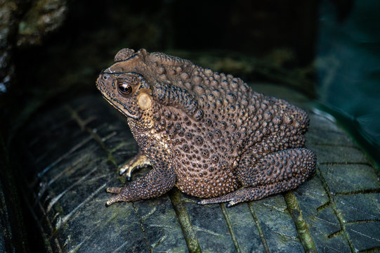 The toad is on the tire, the face of a large amphibian in the natural habitat. Animals in tropical forests