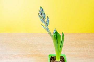 Blue hyacinth flower closed bud in green transportation pot on yellow background. Copy space.