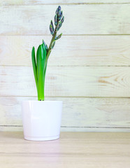 Blue hyacinth flower closed bud in white ceramic pot on wooden background. Copy space.