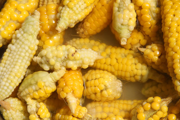 organic maize