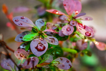 plant with red-green leaves in small drops of rain