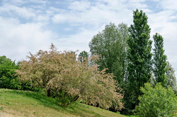 Springtime green on a fresh trees and meadow in residential district Drujba, Sofia, Bulgaria  