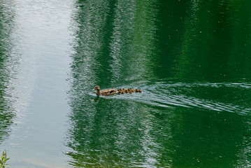 A hen mallard duck or Anas platyrhynchos and their duckling with brown feathers swimming on a lake, Sofia, Bulgaria  