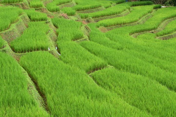 The beautiful landscape of rice fields in Thailand. 