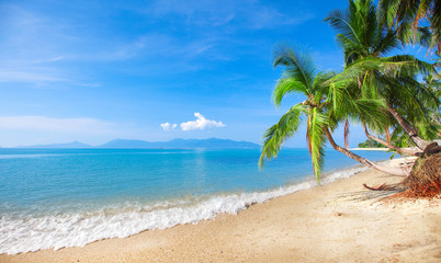 Obraz na płótnie Canvas beach and coconut plm tree
