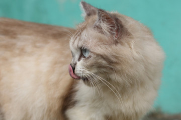 close up expresion cute cat