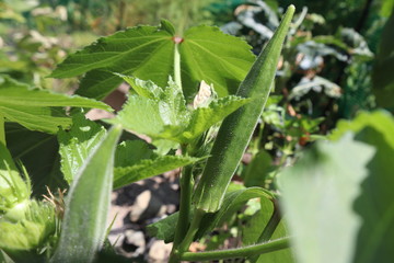 ジャンボオクラ