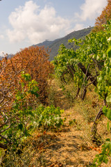 Fototapeta na wymiar Italy, Cinque Terre, Manarola, a group of bushes and trees in wineyard