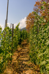 Fototapeta na wymiar Italy, Cinque Terre, Manarola, a group of bushes and trees in wineyard