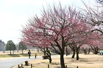 Fototapeta premium 偕楽園公園