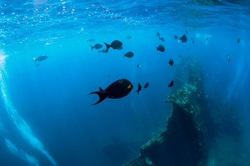 Fototapeta na wymiar Underwater blue ocean with tropical fish and ship wreck in Bali