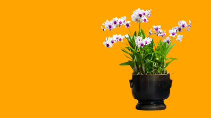 Purple orchid flower, orange background