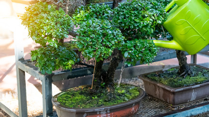 People are watering many bonsai trees.