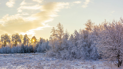 Snowy forest and clearing on bright winter sunset