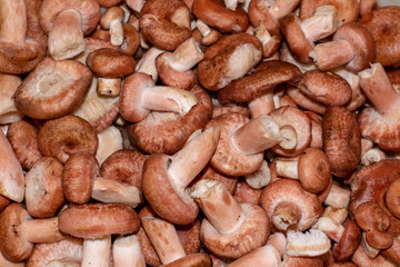 Mushrooming natural woolly milkcap mushroom background