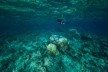 Freediver man explore sea life in ocean