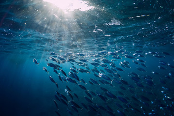 Underwater world with school in blue ocean and sun light - obrazy, fototapety, plakaty