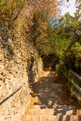 Fototapeta premium Italy, Cinque Terre, Manarola, FOOTPATH AMIDST TREES IN FOREST