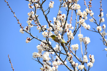 梅とめじろ