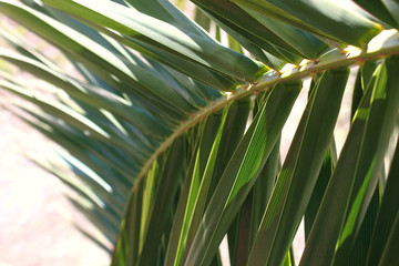 Palm branch close up