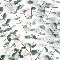 Eucalyptus leaves on white background. Pattern made of eucalyptus branches. Flat lay, top view, square