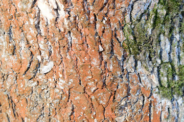 Tree bark illuminated by the sun texture background close up