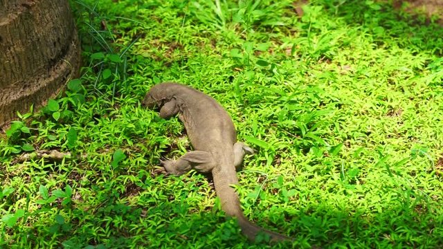 View on varanus searching for food in Sri Lanka