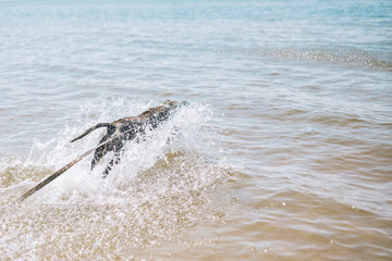 Dog running on the Beach with a Stick. American staffordshire terrier
