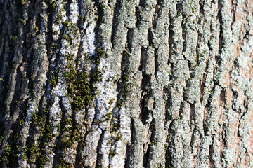 Naklejka premium Tree bark illuminated by the sun texture background close up