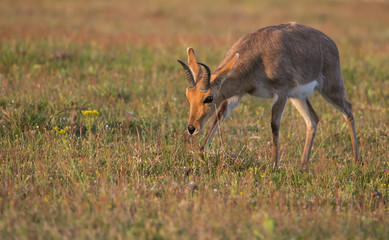 Male Reddbuck at Sunset