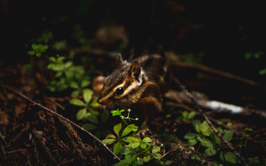 Chipmunk
