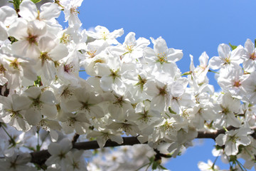 満開の桜の花