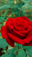 Red Rose