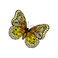 Flat vector of butterfly with beautiful pattern on wings. Flying insect. Nature and entomology theme