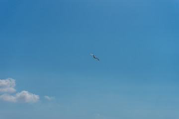 Italy, Cinque Terre, Manarola, a kite flying in the sky