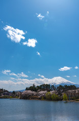 Fototapeta na wymiar View of Mount Fuji with full bloom pink cherry tree flowers at Lake Kawaguchi Park in springtime sunny day and blue sky natural background. Fujikawaguchiko Cherry Blossoms Festival. Yamanashi, Japan
