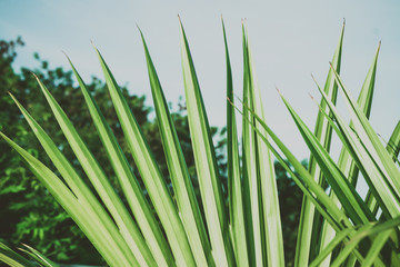 Palm tree branches under blue sky. Tropical vibes concept. Retro style poster.