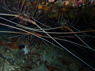 Closeup with lobsters under the rock, Mabul Island. Sabah. Borneo.