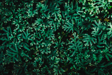 Blur closed up green leaf background.