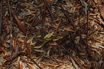 Shadow, dried leaves on ground