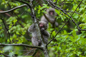 猿－北限の猿－青森県下北半島－雨