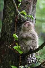 猿－北限の猿－青森県下北半島－雨