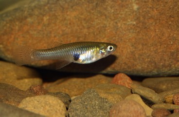 La gambusia, pez mosquito, eastern mosquitofish (Gambusia holbrooki) hembra (female).