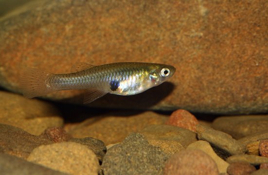 La gambusia, pez mosquito, eastern mosquitofish (Gambusia holbrooki) hembra (female).