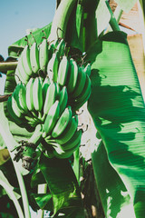 Bananas bunch on the tree. Summer tropical background.