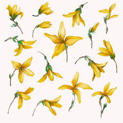 Fototapeta premium Spring yellow flowers.Set.Forzitsiya flower.
