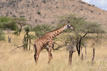 Masai giraffe in Serengeti National Park, Tanzania
