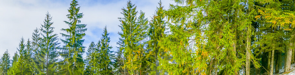 Panorama Wald Landschaftspanorama 