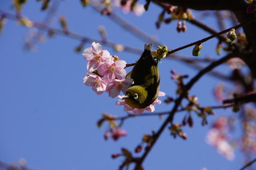 河津桜とメジロ